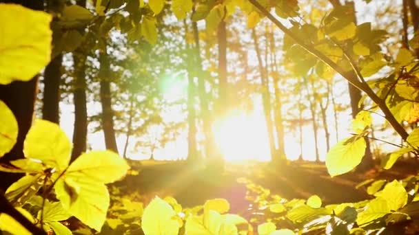 Árboles forestales en la temporada de otoño — Vídeos de Stock