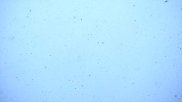 Snow falling down — Stock Video