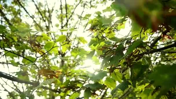 Sol radiante a través de plantas — Vídeo de stock