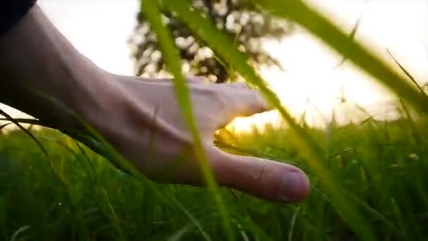 Hand touching grass — Stock Video