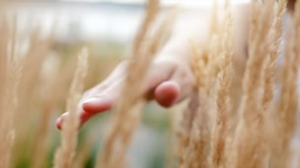 Woman touching grass — Stock Video