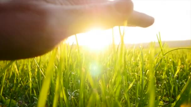 Toucher à la main herbe — Video