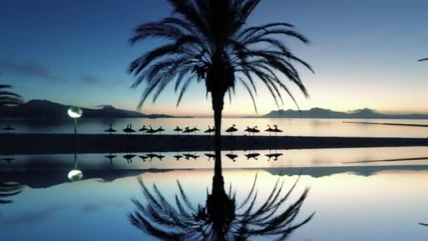 Palmeras reflejadas en el agua de mar — Vídeo de stock