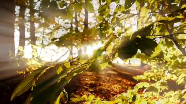 Arbres forestiers d'automne au coucher du soleil 