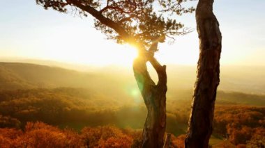 renkli Orman ağaçları sonbahar