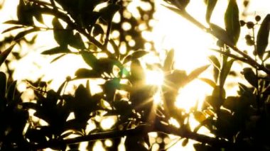 Güneş ışınlama yalak bitkiler