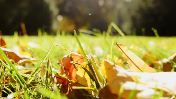 Fall leaves laying on grass field — Stock Video