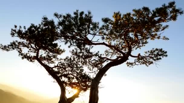 Einzelner Baum steht auf — Stockvideo