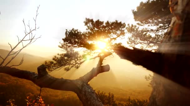 Boom silhouet met uitzicht op zonsondergang — Stockvideo