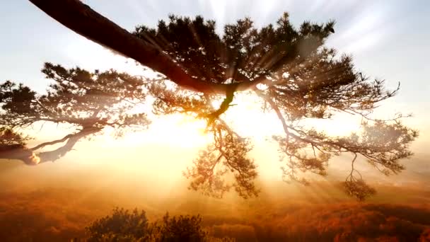 Silhouette di albero al tramonto — Video Stock