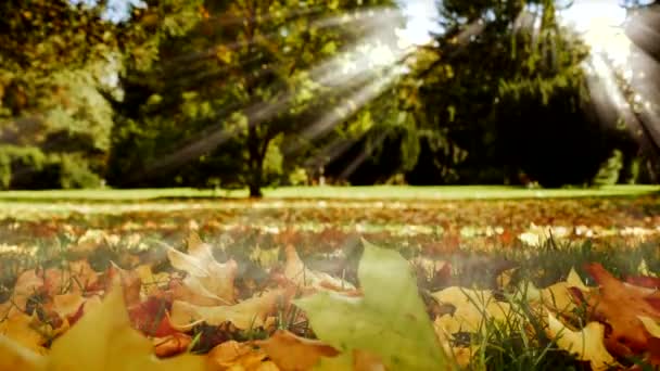 Otoño colorido naturaleza escena — Vídeos de Stock