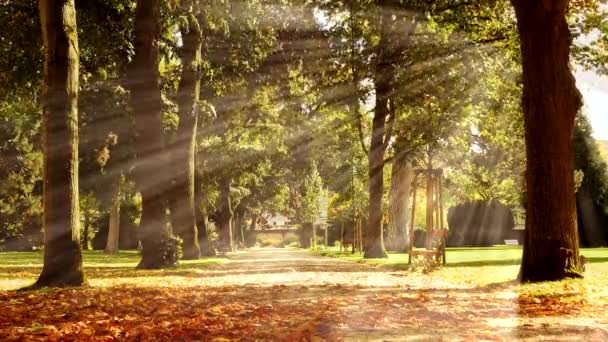 木を通して輝く太陽光線 — ストック動画
