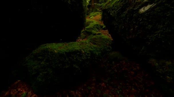 Caminando por árboles del bosque — Vídeo de stock