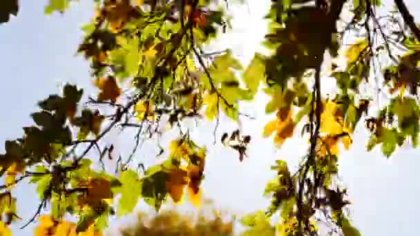 Vento brisa soprando galhos de árvores — Vídeo de Stock
