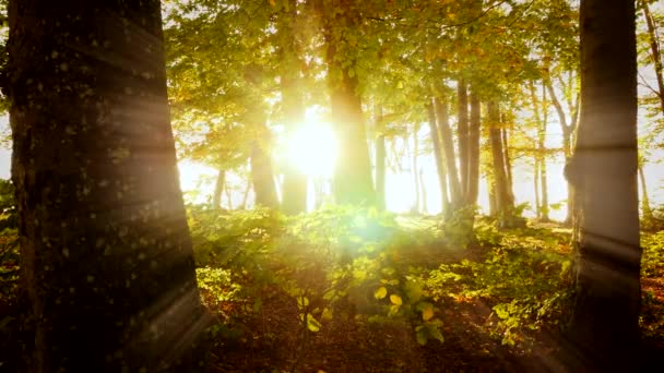 Bosque de otoño árboles fondo — Vídeo de stock
