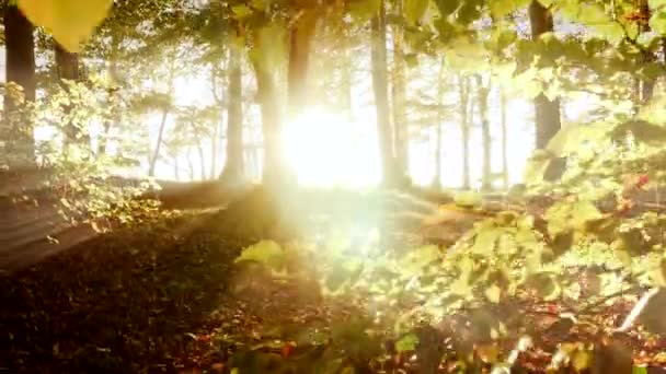 Bladeren van bos bomen — Stockvideo