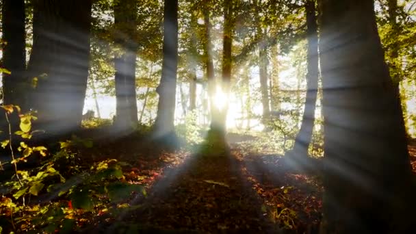 Mystieke licht schijnt bomen — Stockvideo