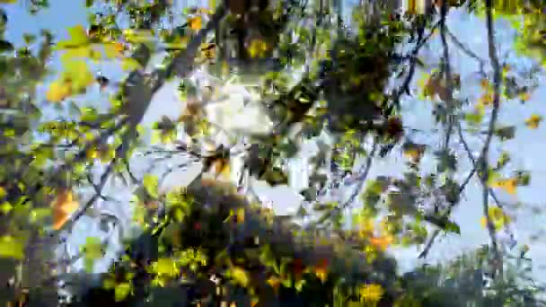 Wing breeze blowing through leaves — Stock Video