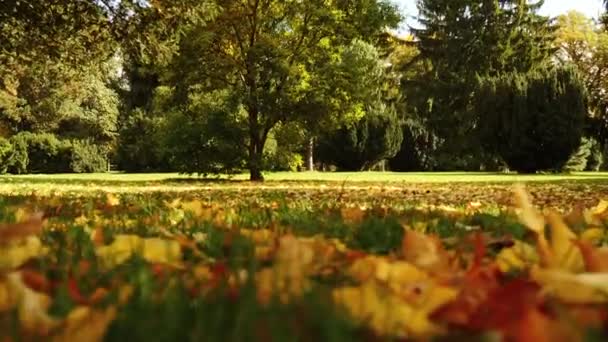 Färgglad höst natur scen — Stockvideo