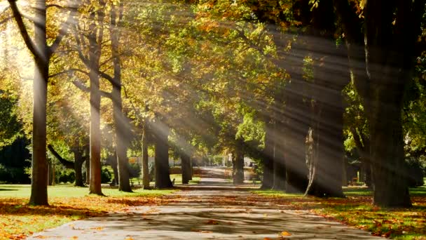 Stralen van de zon schijnt door bomen — Stockvideo