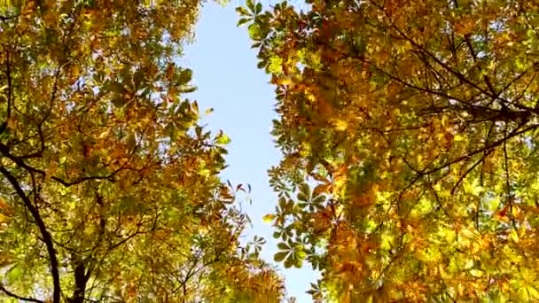 Цветные осенние деревья — стоковое видео