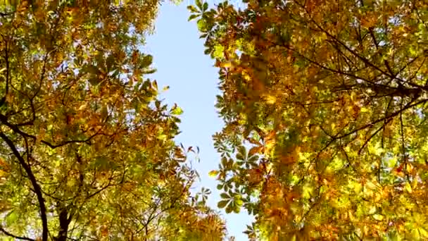 Kleurrijke herfst bomen — Stockvideo