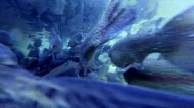 Denizde yüzen balıklar