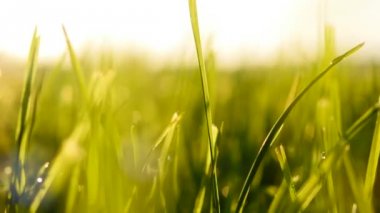 günbatımında çim tarlası