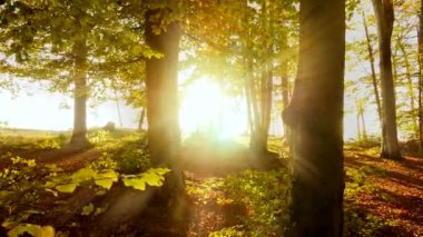 Sonbahar ormanı ağaçları