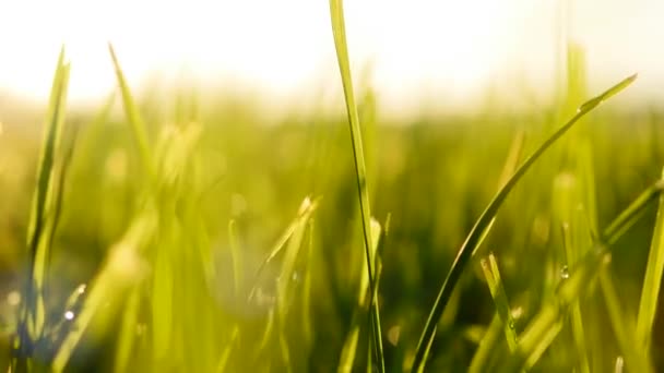 champ d'herbe au coucher du soleil