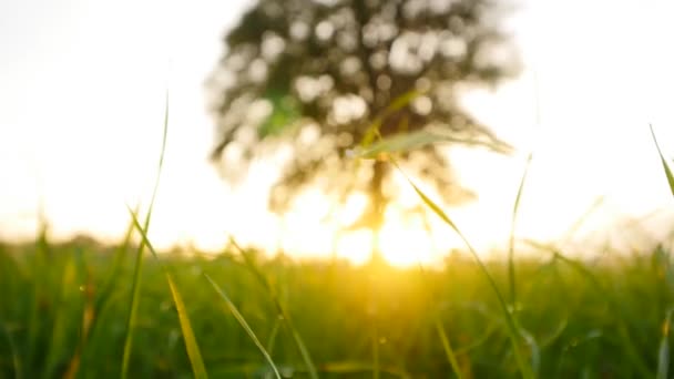 Gras Feld Natur Hintergrund — Stockvideo