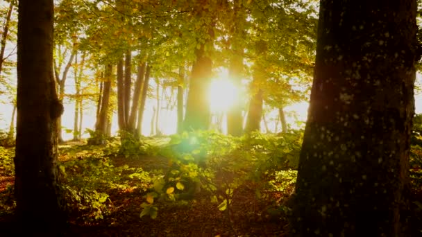 Силуэт осенних деревьев в лесу — стоковое видео