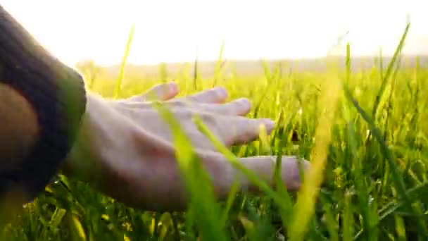 Hand röra gräset — Stockvideo