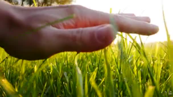 Toucher à la main herbe — Video