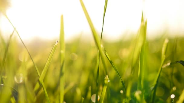 Campo de hierba a la luz del atardecer — Vídeo de stock