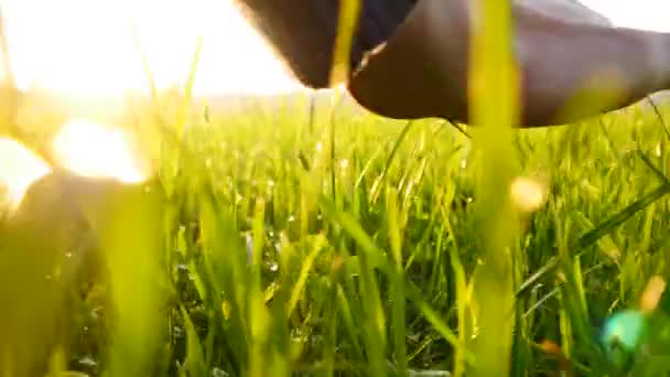 Трогательная трава — стоковое видео