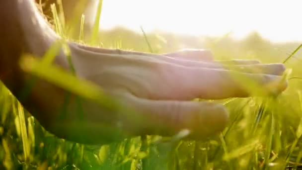 Toucher à la main herbe — Video