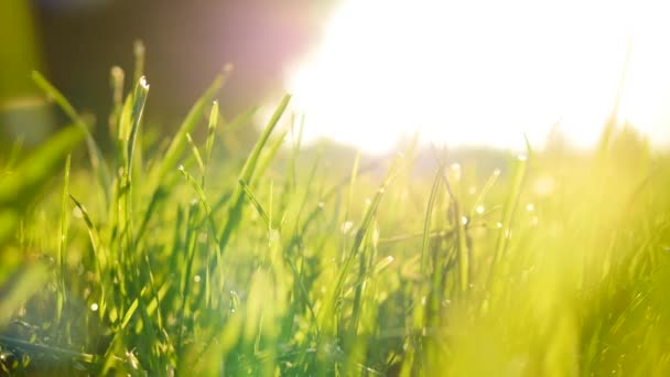 Campo de grama ao pôr do sol luz — Vídeo de Stock