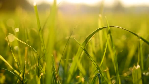 Фон травяного поля — стоковое видео