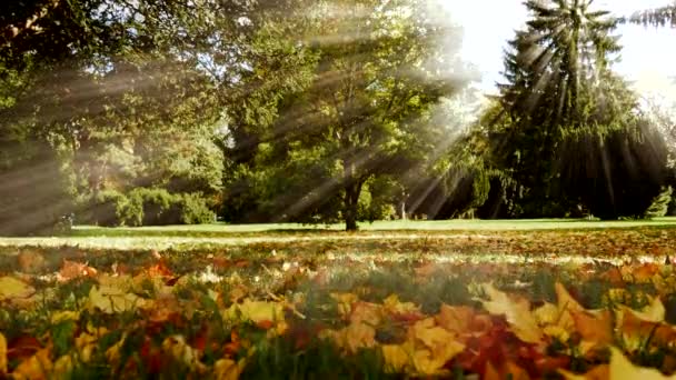 Colorful fall nature scene — Stock Video