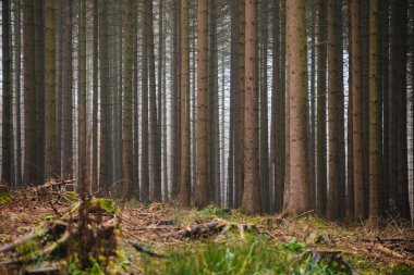 Ormandaki ağaç gövdeleri bile. Yüksek kalite fotoğraf