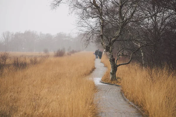 Almanya 'nın kuzeyinde tahta yürüyüş patikası. Yüksek kalite fotoğraf