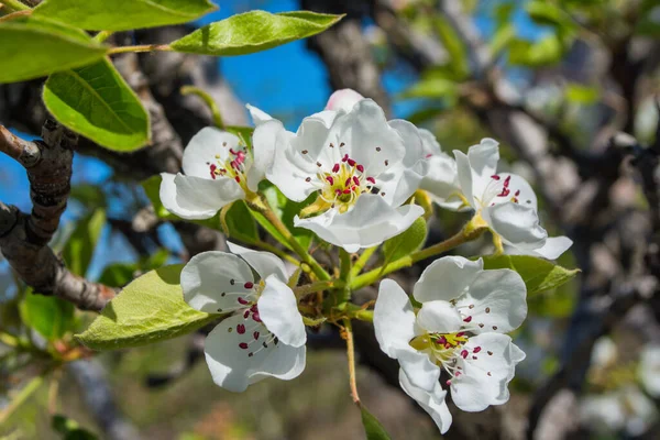 Flowering branch of pear. Pear blossom in early spring. Blooming spring garden. Flowers close-up. Soft selective focus.