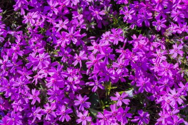 Bahar çiçekliği. Phlox awl şeklindeki (Phlox subulata) bahçeye yakın çekim. Ağaçların altındaki gölgelerde çiçekler. Yumuşak seçici odak.