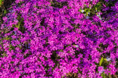Pembe Phlox awl şeklinde (Phlox subulata) yakın plan. Bahar mayıs çiçekleri bahçede. Yumuşak seçici odak.