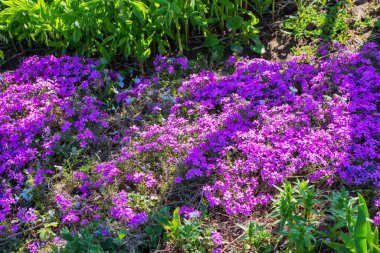 Güzel çiçekler Phlox awl şeklinde (Phlox subulata) bahçede yakın plan. Ağaçların altındaki gölgelerde çiçekler. Yumuşak seçici odak.
