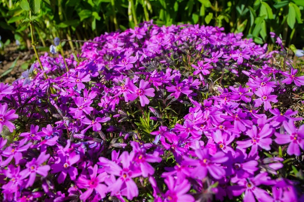 Piękne Kwiaty Phlox Awl Kształcie Phlox Subulata Zbliżenie Ogrodzie Miękkie — Zdjęcie stockowe