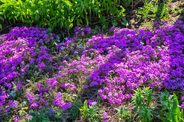 Prachtige Bloemen Phlox Awl Vormige Phlox Subulata Close Tuin Bloemen — Stockfoto