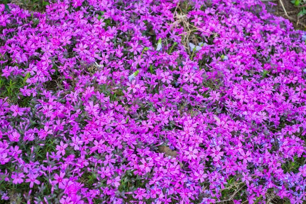 Beautiful Flowers Phlox Awl Shaped Phlox Subulata Close Garden Bright — Stock Photo, Image