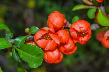 Sarı ayva (Pseudocydonia sinensis) çiçekleri. Parlak ayva çiçekleri kapanıyor. Yumuşak seçici odak.
